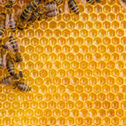 Close up view of the working bees on honey cells